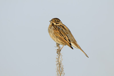 BUITEN BEELD Foto: 145272