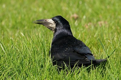BUITEN BEELD Foto: 145296