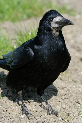 BUITEN BEELD Foto: 145297