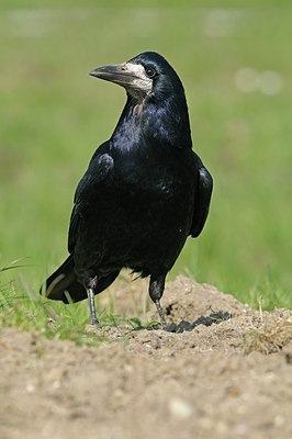 BUITEN BEELD Foto: 145305
