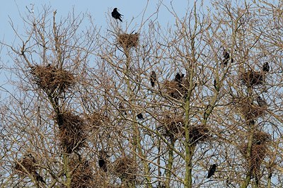 BUITEN BEELD Foto: 145310