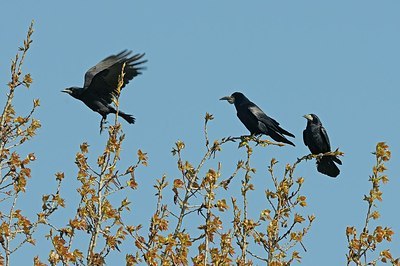 BUITEN BEELD Foto: 145319