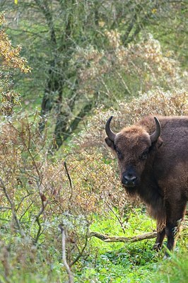 BUITEN BEELD Foto: 145404