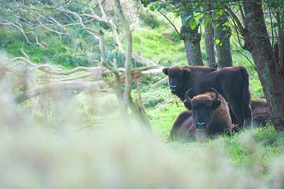 BUITEN BEELD Foto: 145406