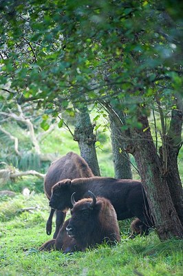 BUITEN BEELD Foto: 145409