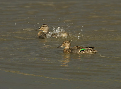BUITEN BEELD Foto: 145433