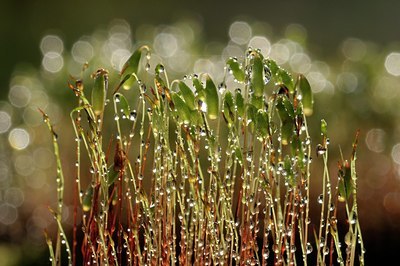 BUITEN BEELD Foto: 145444