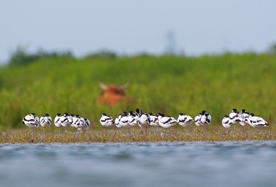 BUITEN BEELD Foto: 145491
