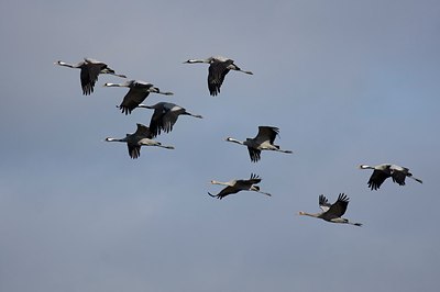 BUITEN BEELD Foto: 145498