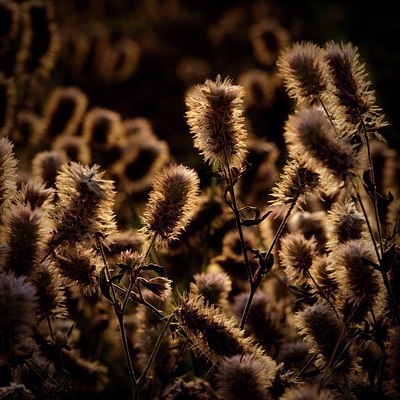 BUITEN BEELD Foto: 145500