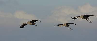 BUITEN BEELD Foto: 145502