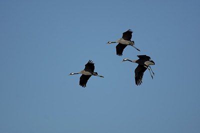 BUITEN BEELD Foto: 145503