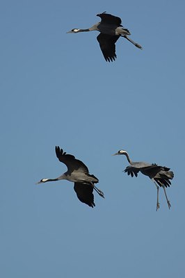 BUITEN BEELD Foto: 145504
