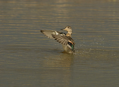 BUITEN BEELD Foto: 145517