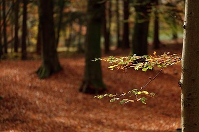 BUITEN BEELD Foto: 145538