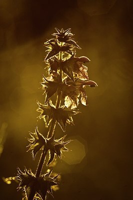 BUITEN BEELD Foto: 145545