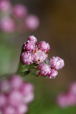 BUITEN BEELD Foto: 145594