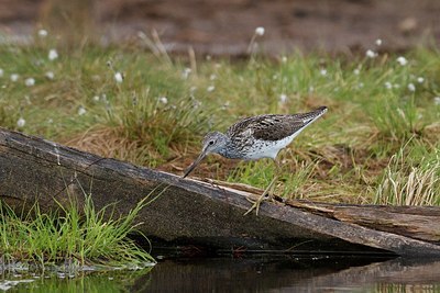 BUITEN BEELD Foto: 145637