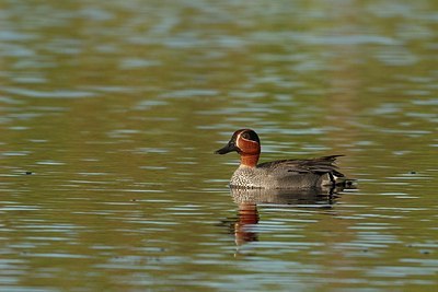BUITEN BEELD Foto: 145649