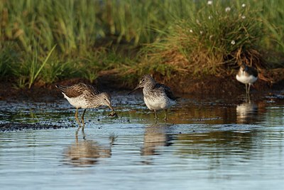 BUITEN BEELD Foto: 145651