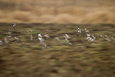 BUITEN BEELD Foto: 145687