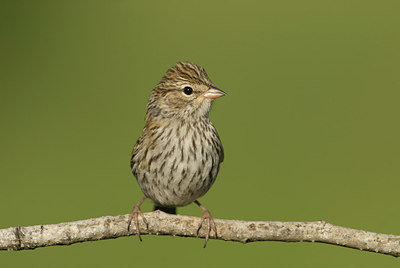BUITEN BEELD Foto: 145690