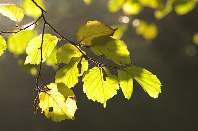 BUITEN BEELD Foto: 145697