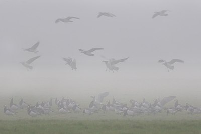 BUITEN BEELD Foto: 145700