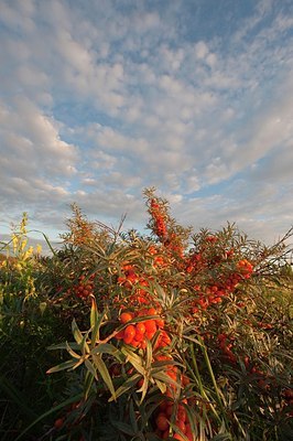 BUITEN BEELD Foto: 145753