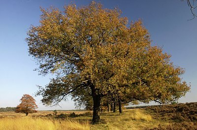 BUITEN BEELD Foto: 145858