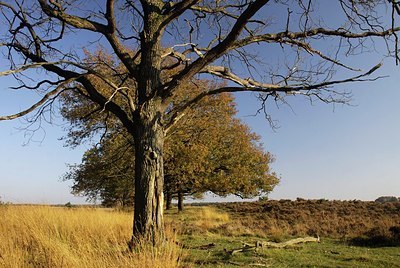 BUITEN BEELD Foto: 145860