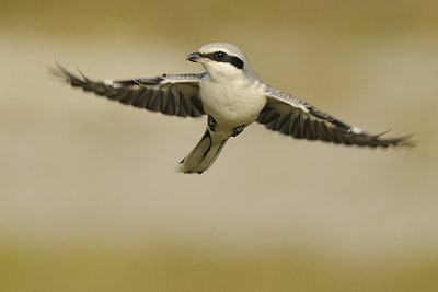 BUITEN BEELD Foto: 145863