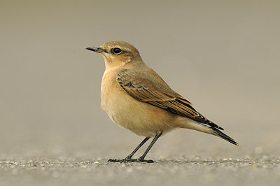 BUITEN BEELD Foto: 145865