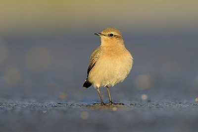 BUITEN BEELD Foto: 145867