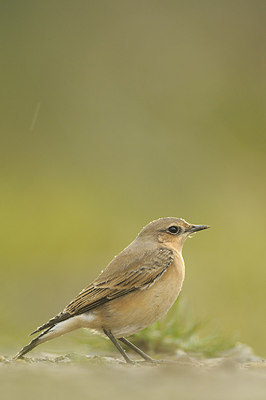 BUITEN BEELD Foto: 145868