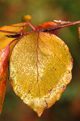 BUITEN BEELD Foto: 145873