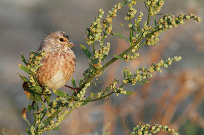 BUITEN BEELD Foto: 145881