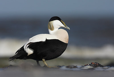 BUITEN BEELD Foto: 145884