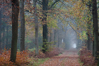 BUITEN BEELD Foto: 145885