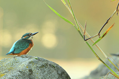 BUITEN BEELD Foto: 145963