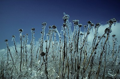 BUITEN BEELD Foto: 145973