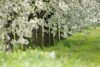 BUITEN BEELD Foto: 145992