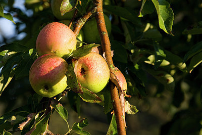 BUITEN BEELD Foto: 146034