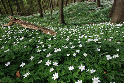 BUITEN BEELD Foto: 146047