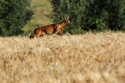 BUITEN BEELD Foto: 146068