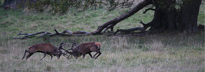 BUITEN BEELD Foto: 146078