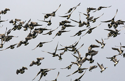 BUITEN BEELD Foto: 146094