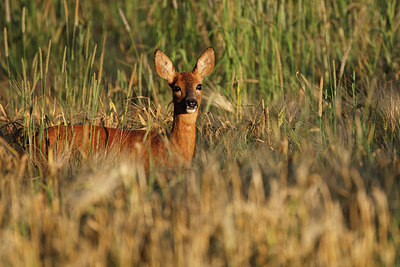 BUITEN BEELD Foto: 146109