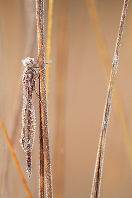BUITEN BEELD Foto: 146122