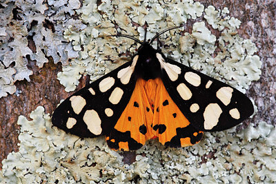 BUITEN BEELD Foto: 146130